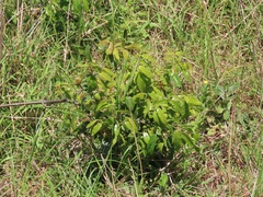 Landolphia kirkii