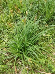 Liliopsida