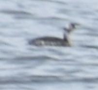 Podiceps nigricollis