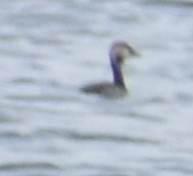 Podiceps nigricollis