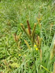 Liliopsida