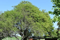 Prosopis alba