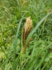 Liliopsida