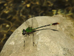 Erpetogomphus elaps