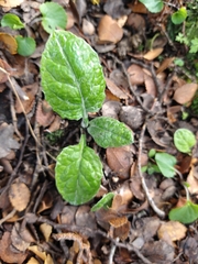 Adenocaulon chilense