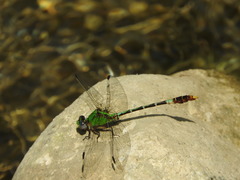Erpetogomphus elaps