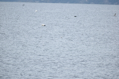 Podiceps nigricollis