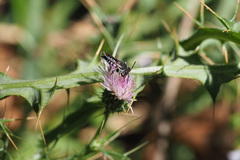 Coelioxys echinatus
