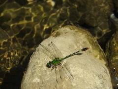 Erpetogomphus elaps