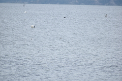 Podiceps nigricollis