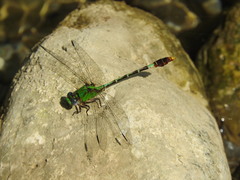 Erpetogomphus elaps