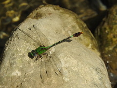 Erpetogomphus elaps
