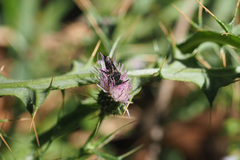 Coelioxys echinatus