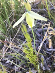 Albuca juncifolia
