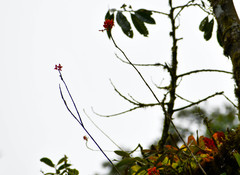 Epidendrum cochlidium