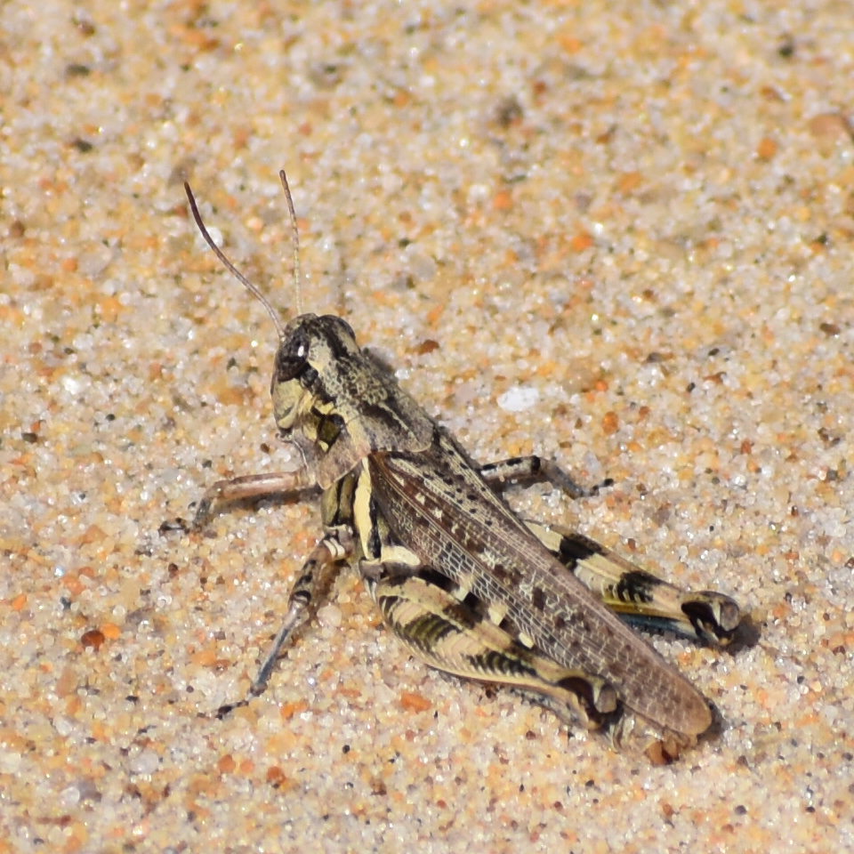 Grasshopper Record様　150K ①と② Grasshopper Record様 150K ①と② All About Grasshoppers Big Book