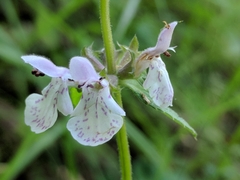 Stachys rigida rigida
