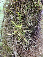 Orchidaceae