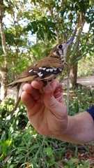 Geokichla guttata