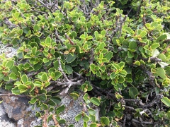 Ceanothus decornutus