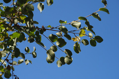 Styrax officinalis
