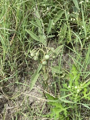 Solanum elaeagnifolium