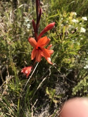 Watsonia schlechteri