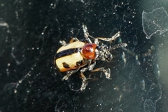 Crioceris paracenthesis