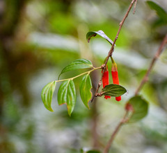 Macleania bullata
