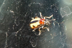 Crioceris paracenthesis