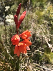 Watsonia schlechteri