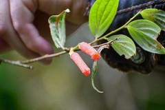 Macleania bullata
