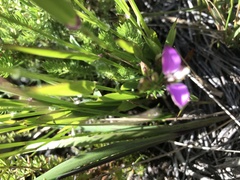 Polygala bracteolata