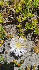 Mesembryanthemum canaliculatum