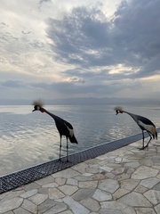 Balearica regulorum