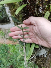Orchidaceae