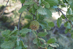 Quercus ithaburensis macrolepis