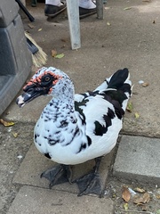 Cairina moschata domestica