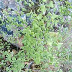Adiantum chilense scabrum