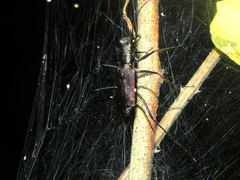 Odontochilina