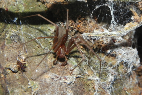Loxosceles gaucho Gertsch, 1967