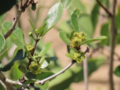 Salacia kraussii