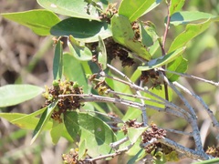 Salacia kraussii