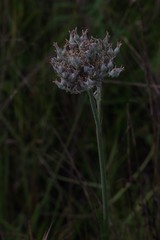 Lachnanthes caroliniana image