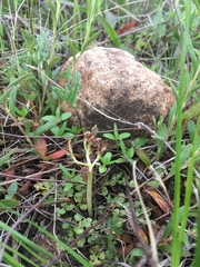 Sceptridium lunarioides