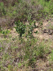 Salacia kraussii