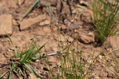 Bulbostylis burchellii