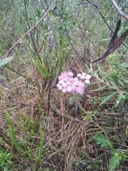 Gyptis commersonii