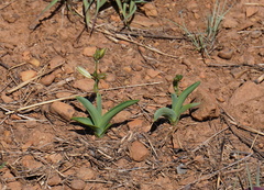 Chlorophytum trichophlebium
