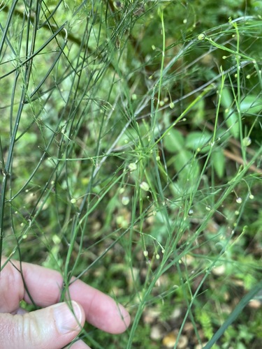 Asparagus virgatus image